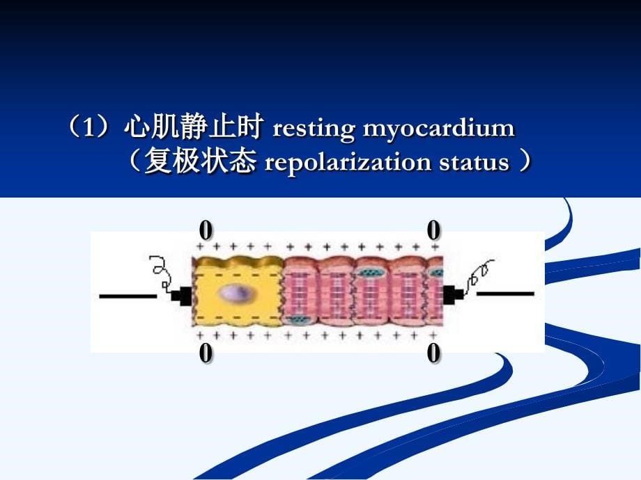 临床心电图培训教材讲义_第5页