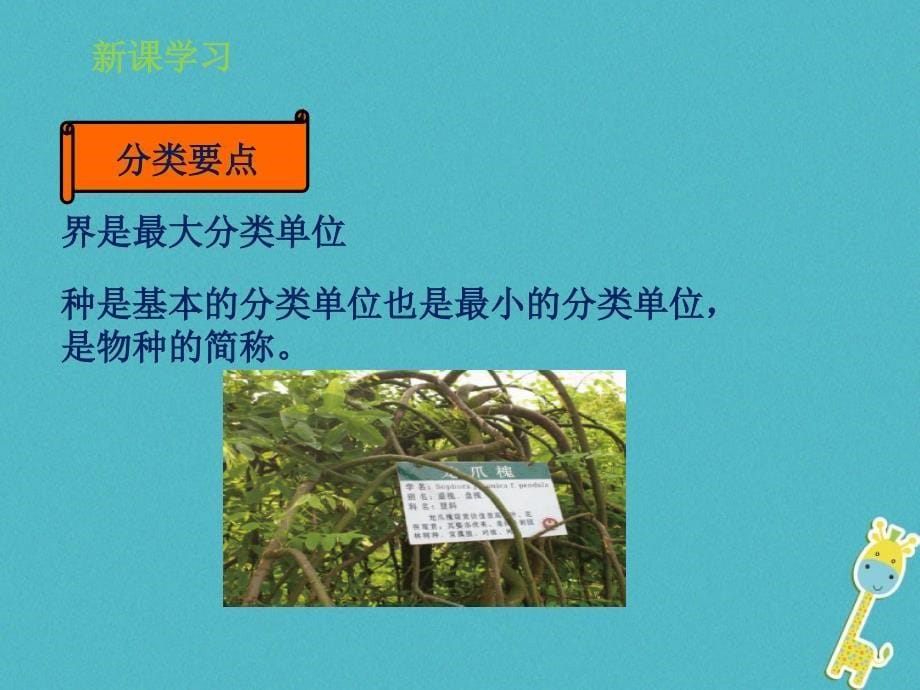 山东省惠民县七年级生物上册 2.4.2《生物的分类单位》（新版）济南版_第5页