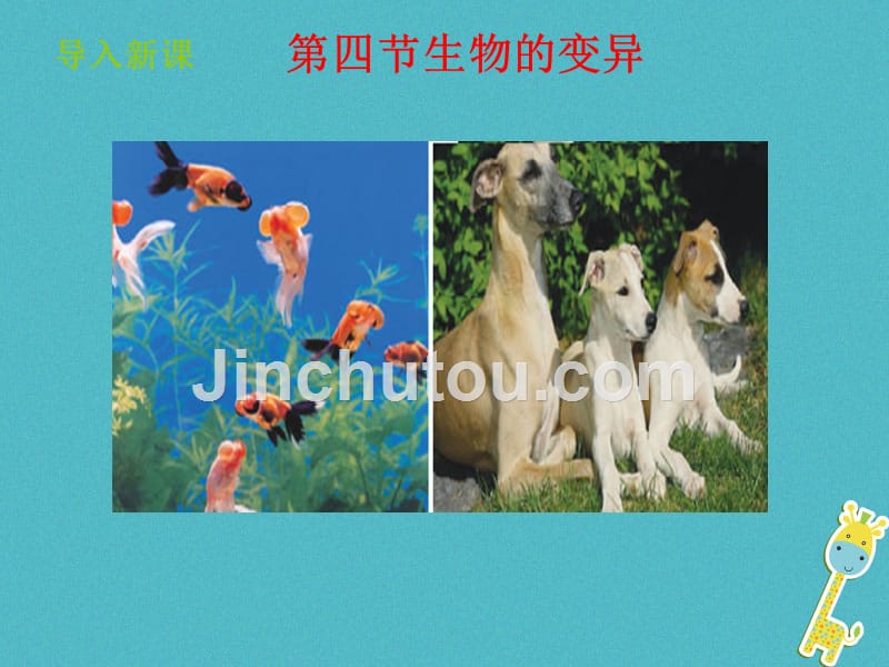山东省惠民县八年级生物上册 4.4.4《生物的变异》（新版）济南版_第2页