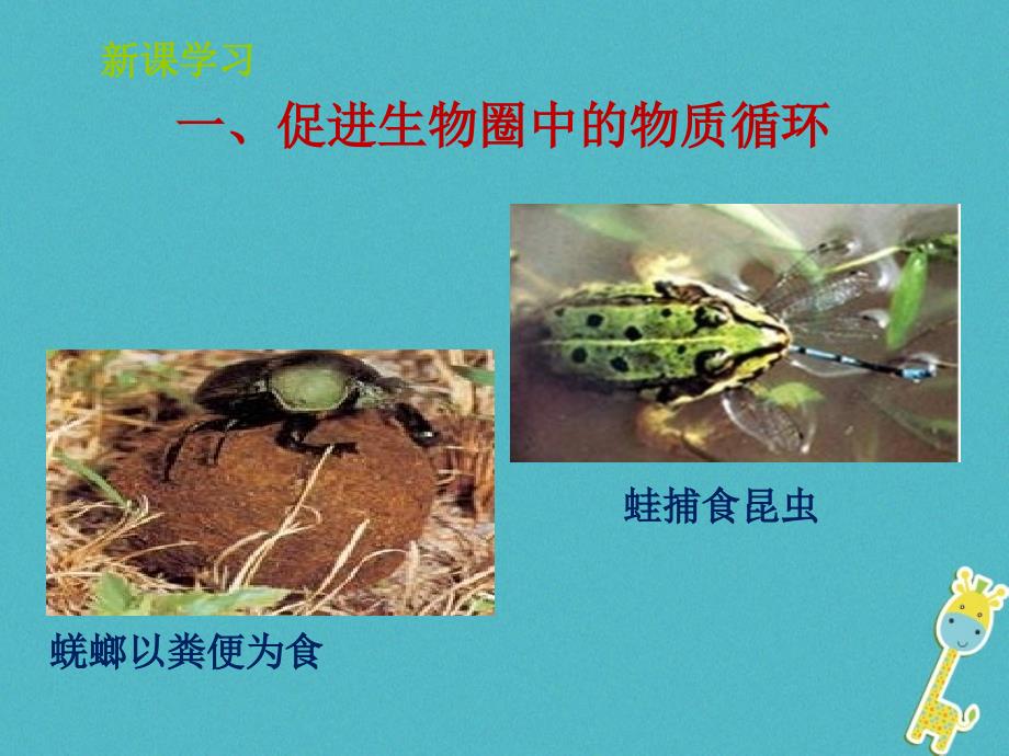 山东省惠民县七年级生物上册 2.2.5《动物在生物圈的作用》（新版）济南版_第4页