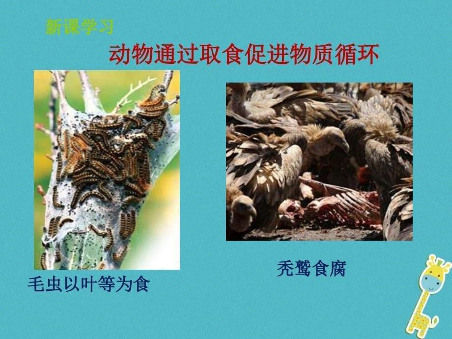山东省惠民县七年级生物上册 2.2.5《动物在生物圈的作用》（新版）济南版_第5页