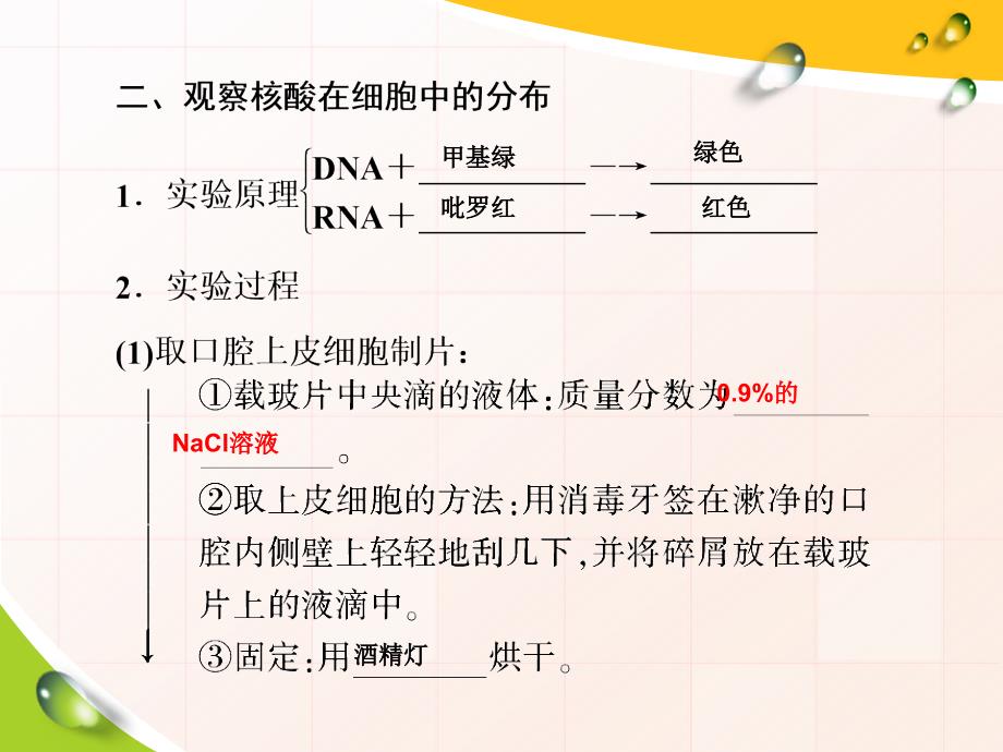 遗传信息的携带者—核酸课件21张资料_第4页