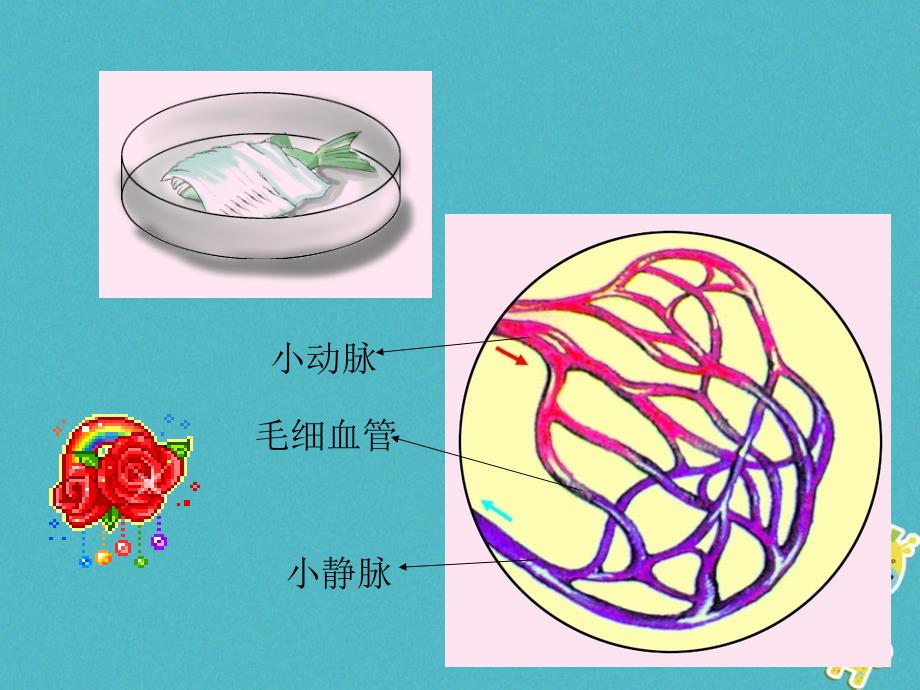 山东省安丘市七年级生物下册 3.3.2物质运输的器官（新版）济南版_第4页