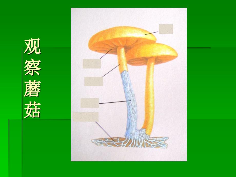 青岛版科学食用菌ppt资料_第3页