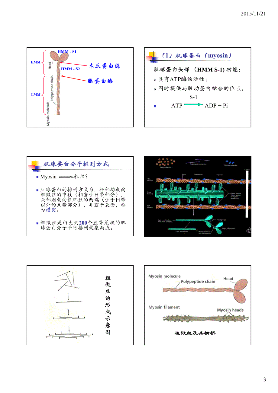 肉与肉制品 第四章 第二节肉的化学组成_第3页