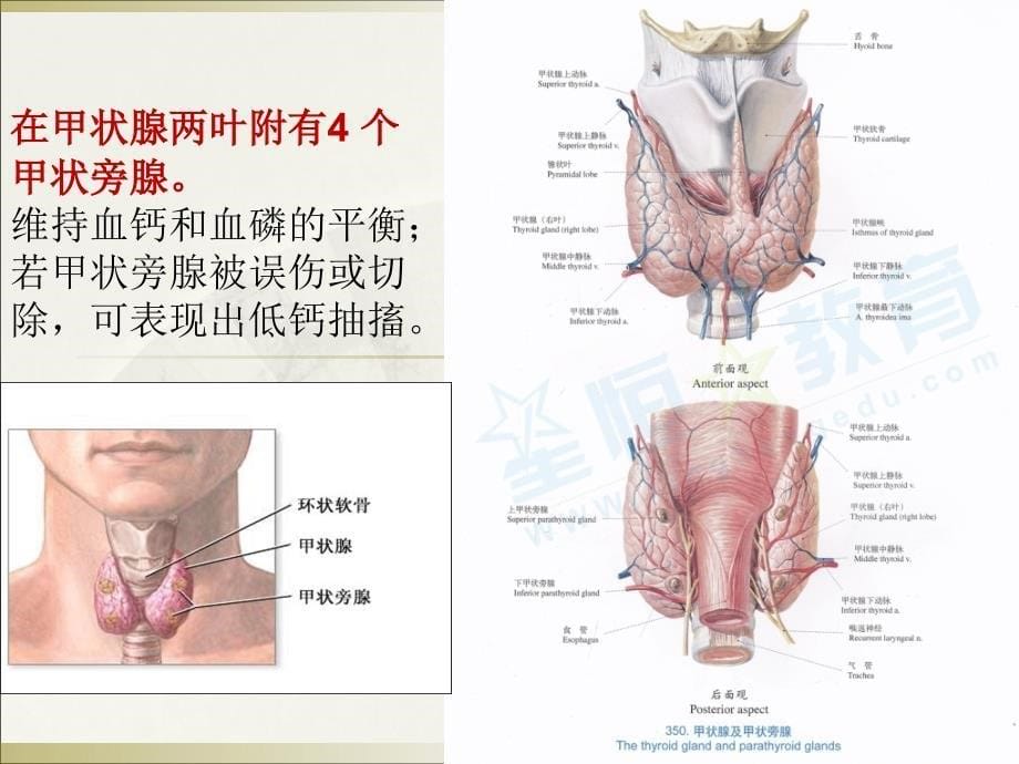 甲状腺ppt资料_第5页