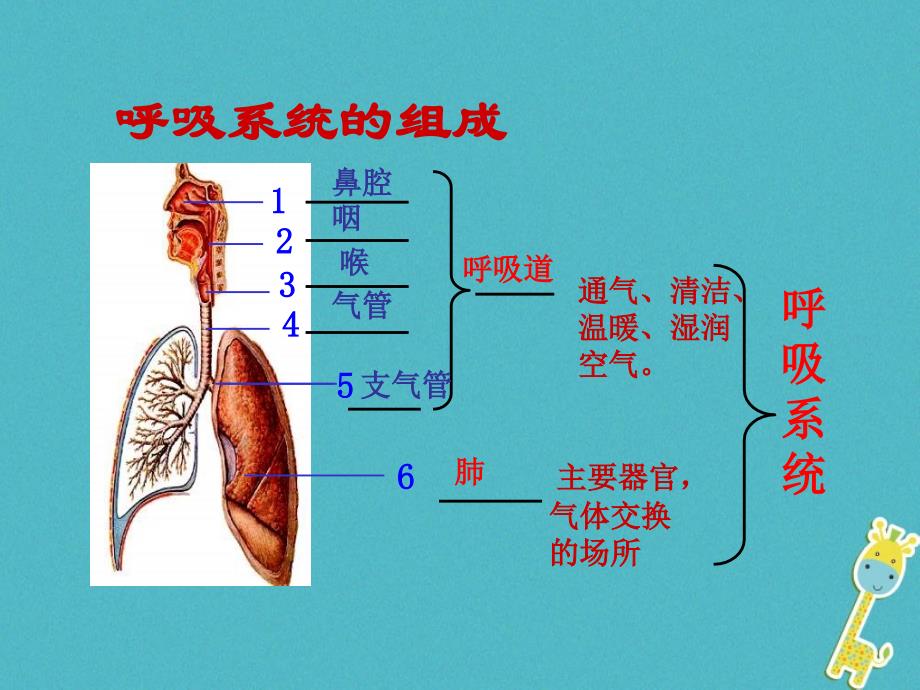 安徽省合肥市长丰县七年级生物下册 4.3.2《发生在肺内的气体交换》2 （新版）新人教版_第3页