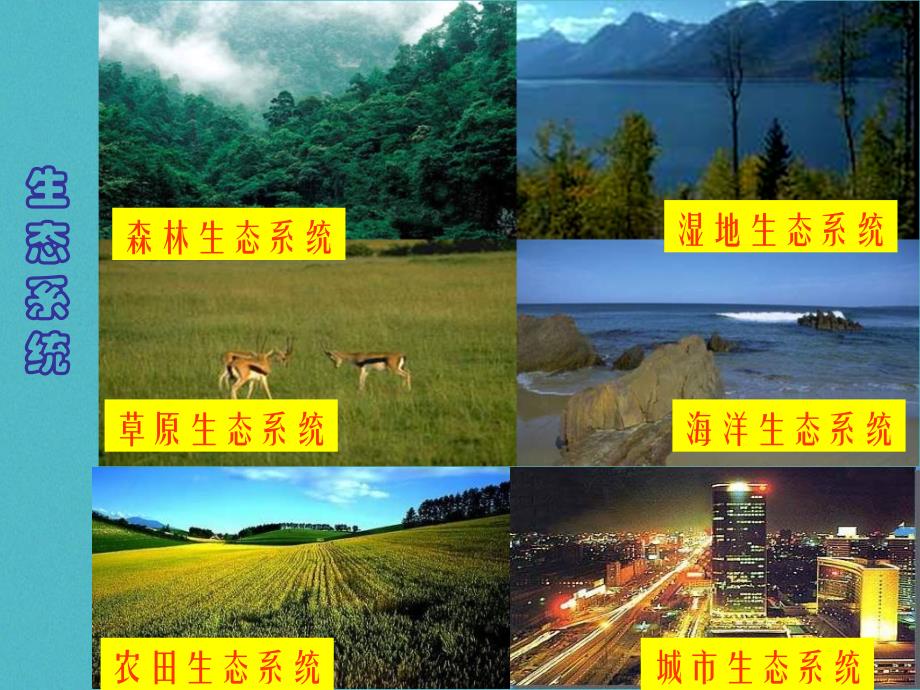 安徽省合肥市长丰县七年级生物上册 1.2.3《生物圈是最大的生态系统》4 （新版）新人教版_第2页