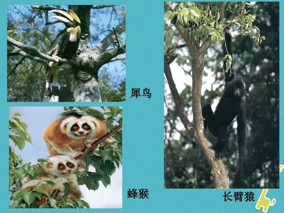 安徽省合肥市长丰县七年级生物上册 1.2.3《生物圈是最大的生态系统》4 （新版）新人教版_第5页