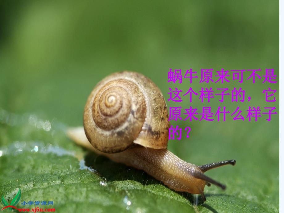 苏教版语文五年级上册蜗牛的奖杯_第4页