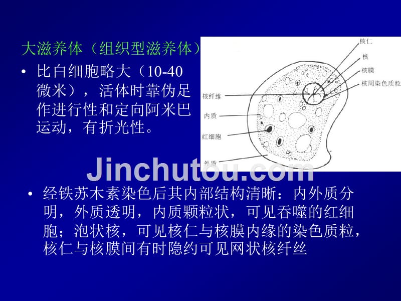 parasite寄生虫2-医学原虫-叶足虫_第4页