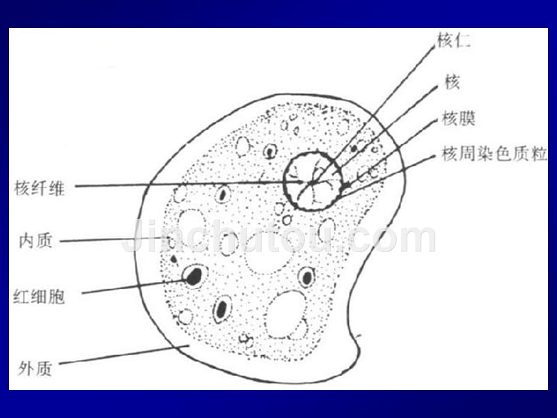 parasite寄生虫2-医学原虫-叶足虫_第5页