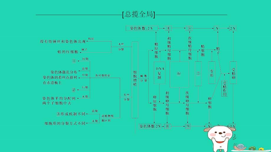 2019版全国高考生物第一轮复习 第4单元 细胞的生命历程单元网络构建_第2页