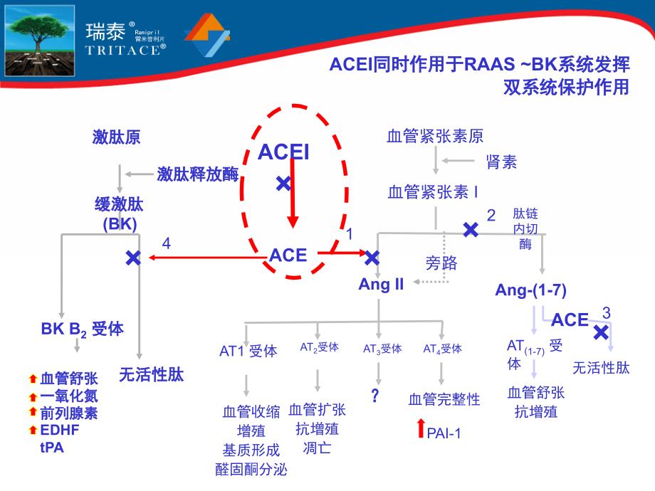 ace抑制剂的心血管保护作用-arb不能完全替代_第4页