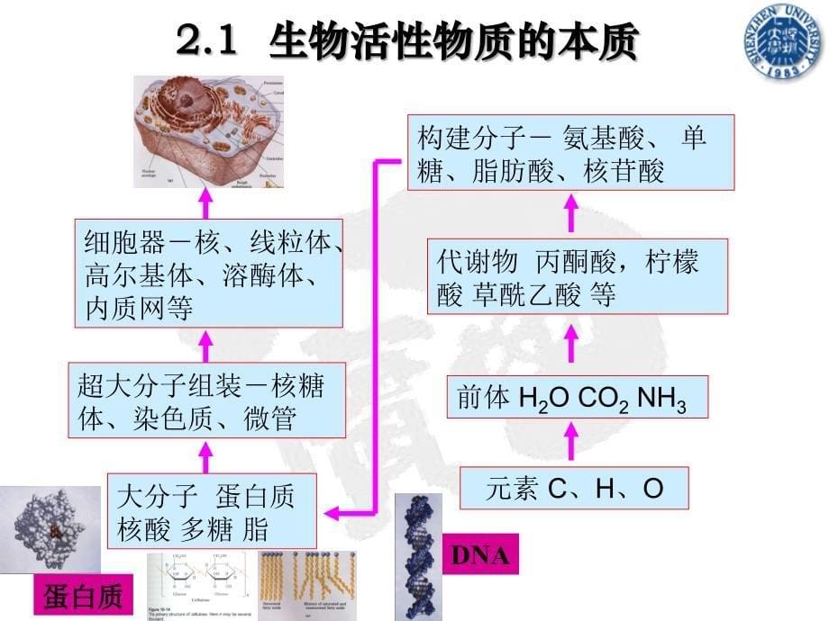 apbiology第2章-生物大分子相互作用牟秋香_第5页