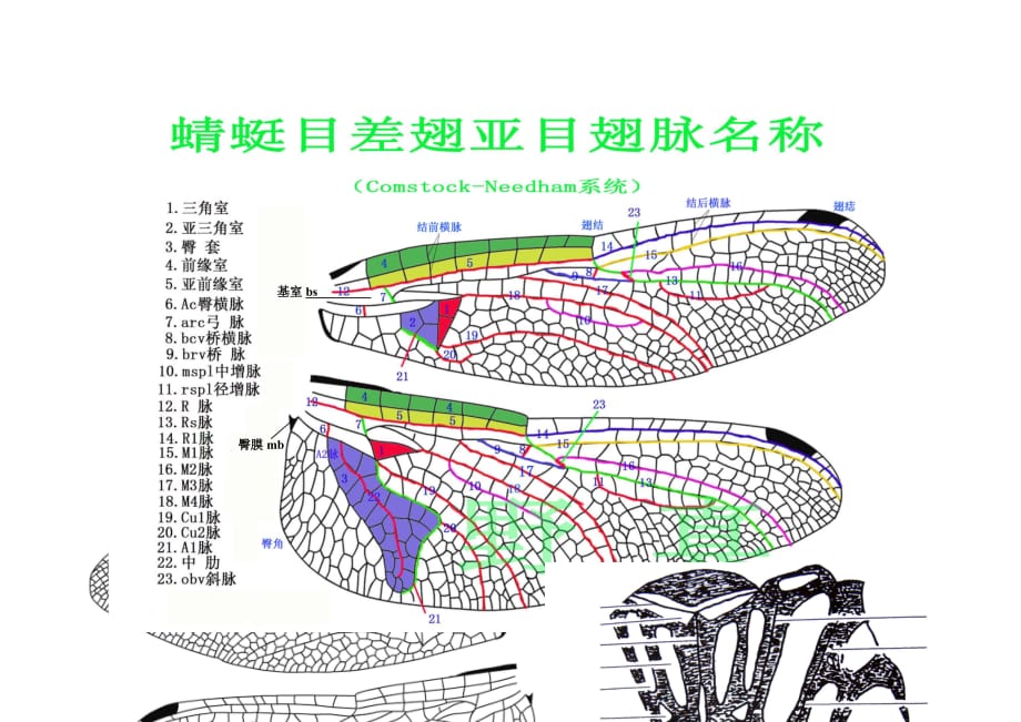 蜻蜓结构图解_第1页