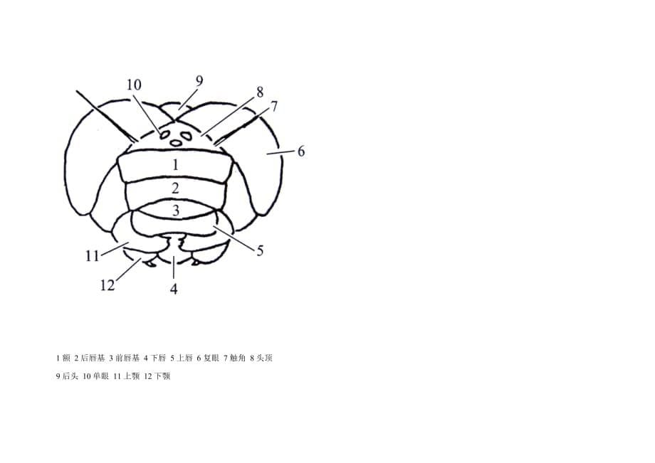 蜻蜓结构图解_第5页