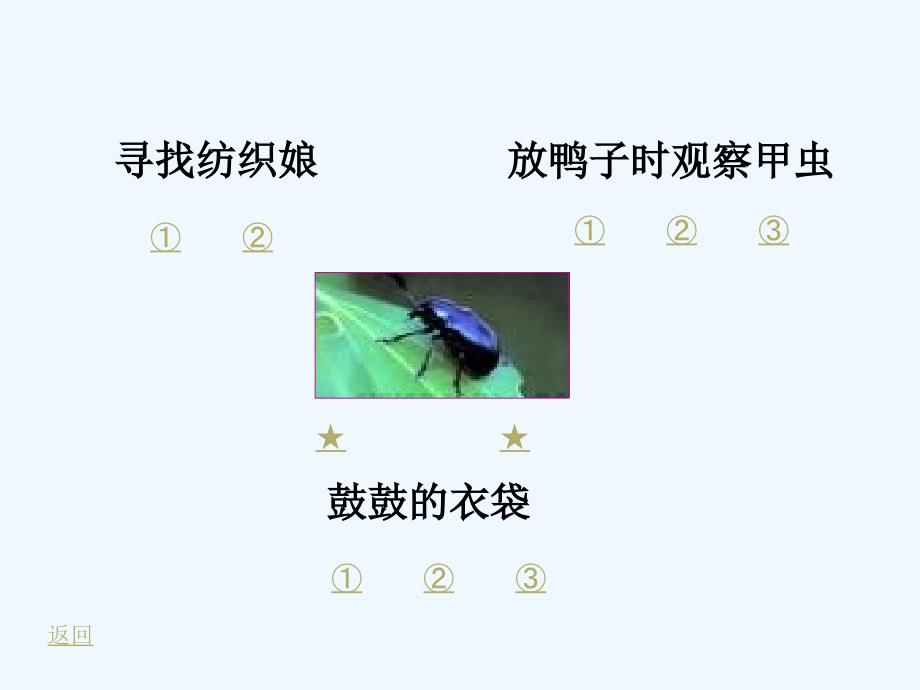 苏教版语文五年级上册装满昆虫的口袋课件_第3页