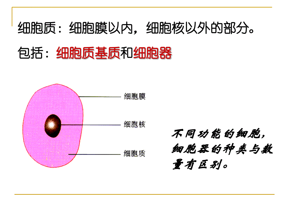 高中生物必修1细胞器公开课.ppt_第2页