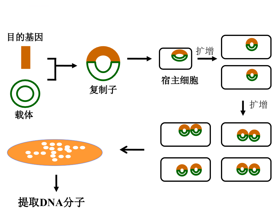 聚合酶链式反应-2014.ppt_第4页