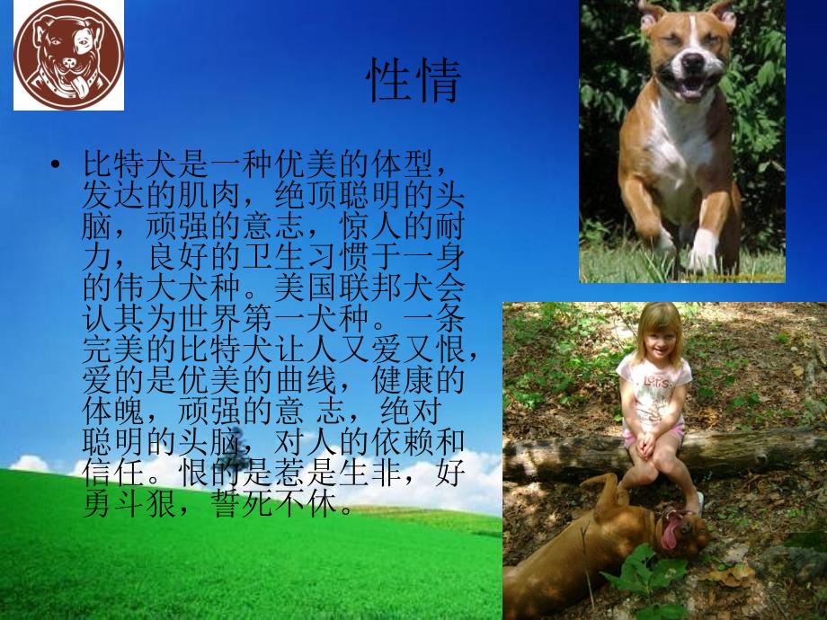 比特犬（americanpitbullterrier）_第3页