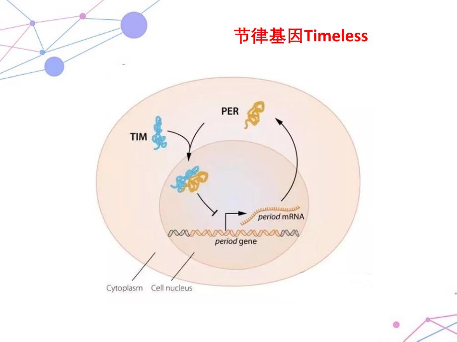 生物信息学分析方法.ppt_第3页