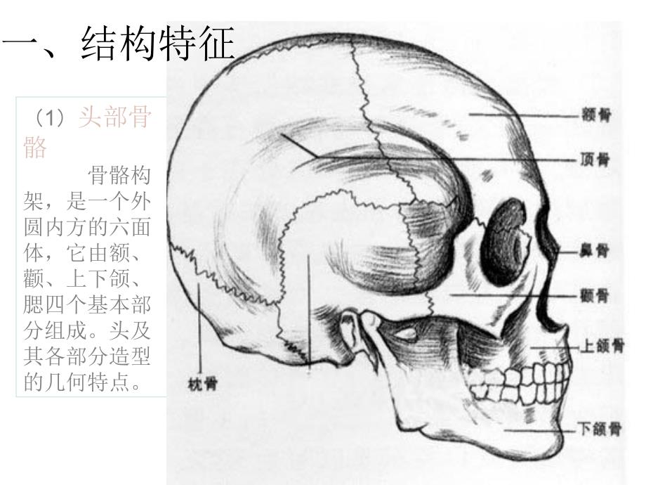 人物头部结构 比例_第2页