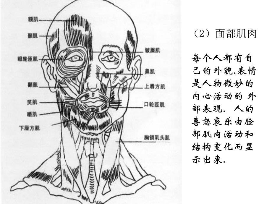 人物头部结构 比例_第3页