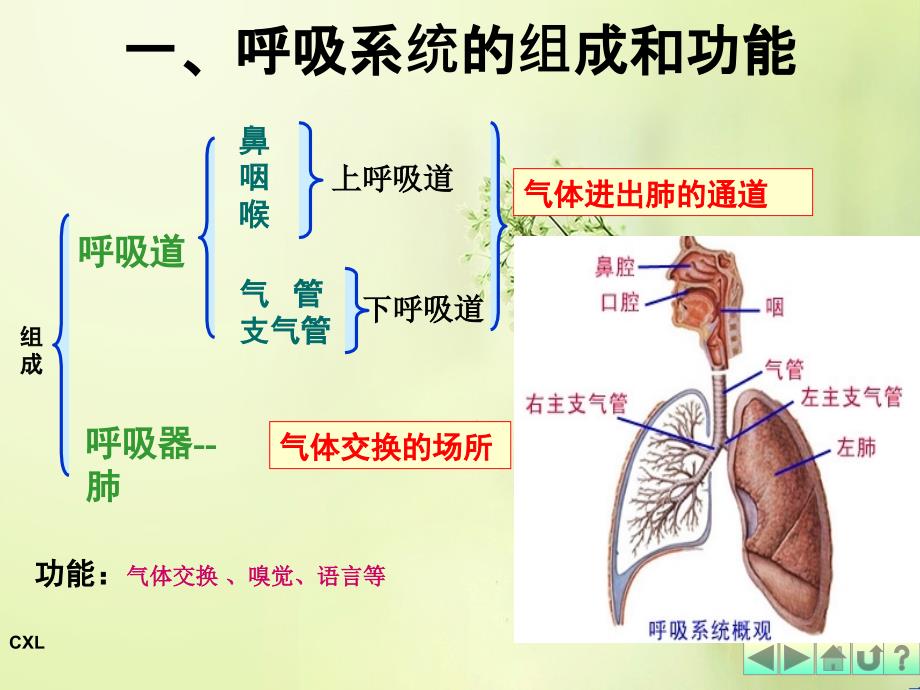 幼儿卫生保健之呼吸 系统_第4页