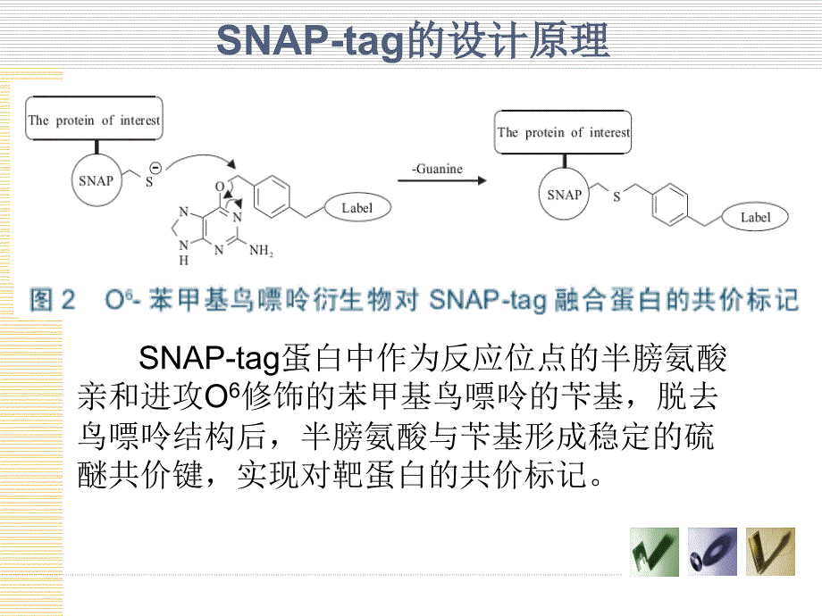 SNAP_tag蛋白标记技术_第3页