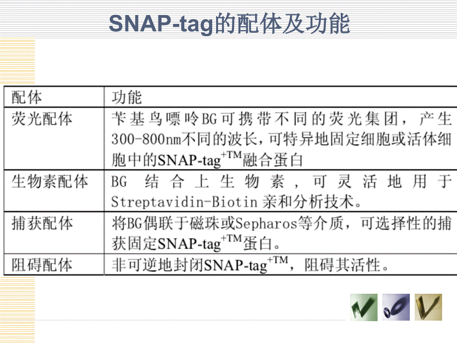 SNAP_tag蛋白标记技术_第4页