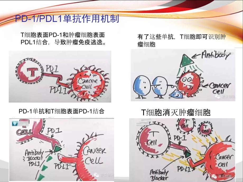 PD_1_PD_L1单抗抗肿瘤药物临床应用_第4页