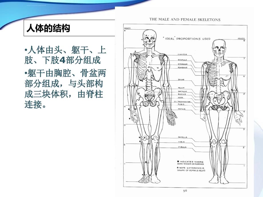 漫画人物结构和身体动态.ppt_第3页