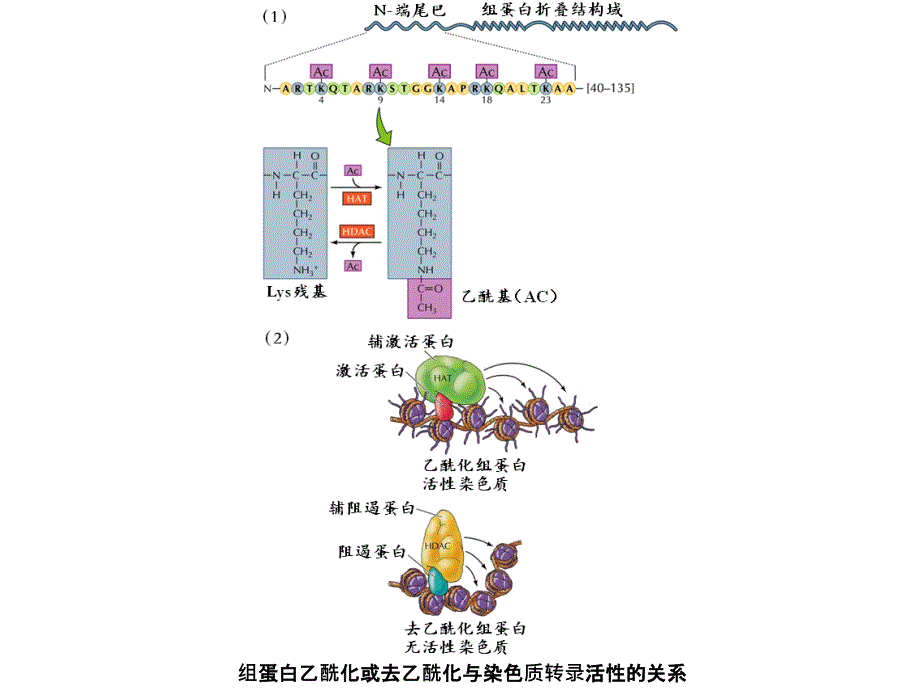 真核生物的基因表达调控.ppt_第4页