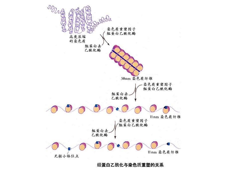 真核生物的基因表达调控.ppt_第5页