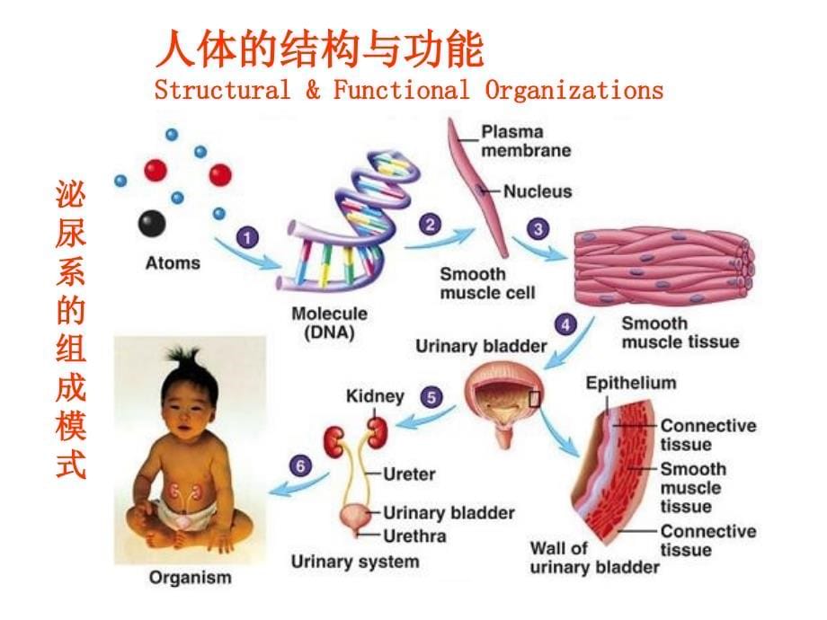 生理学 与生物医学工程_第5页