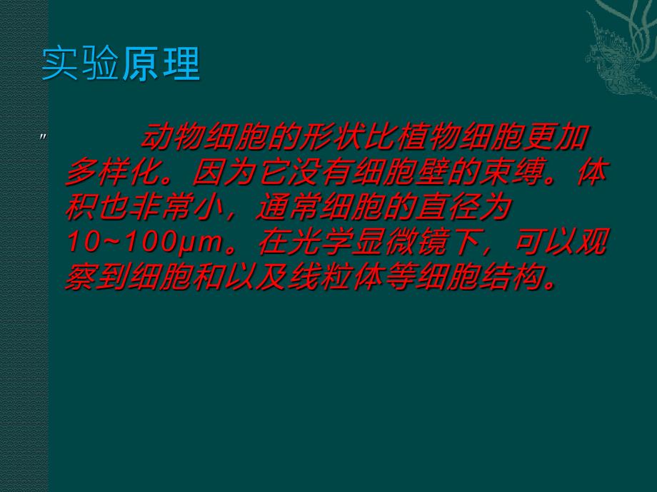 人体口腔上皮细胞的 观察_第4页