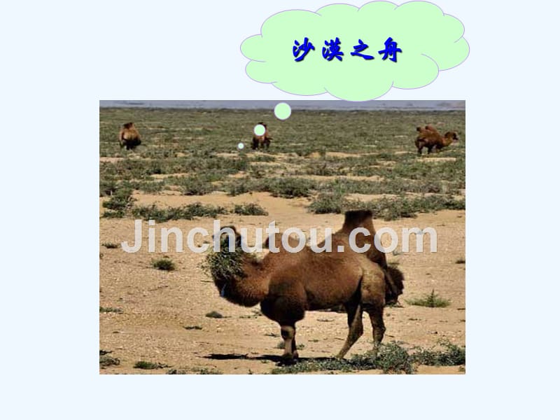 人教版语文三年级上册找骆驼.1ppt.com_第3页