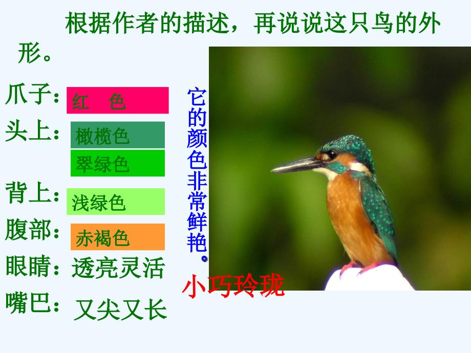 三年级语文下册翠鸟ppt_第3页