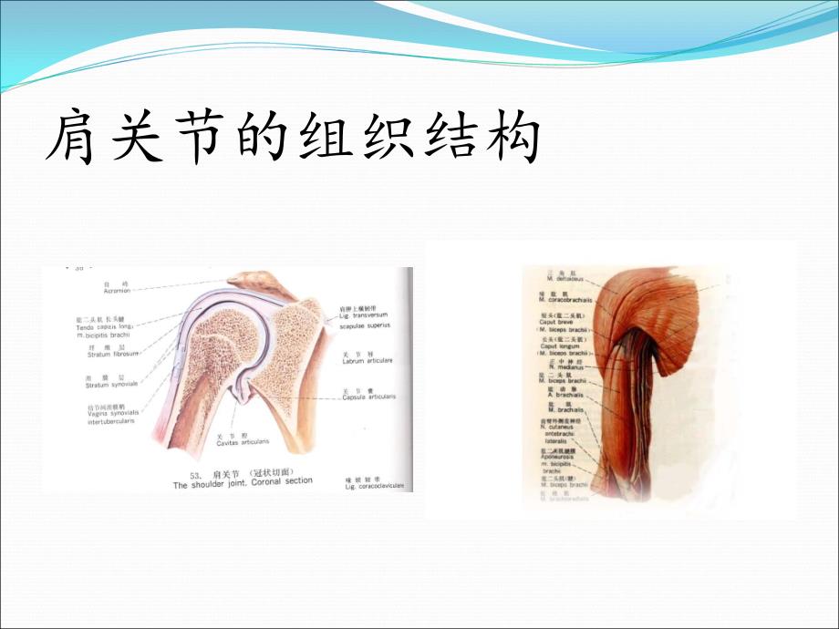 肩周炎的康复护理1_第4页