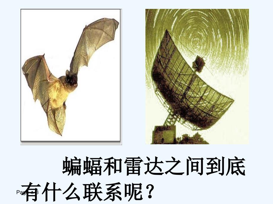 语文人教版四年级下册11蝙蝠和雷达（第二课时）_第3页