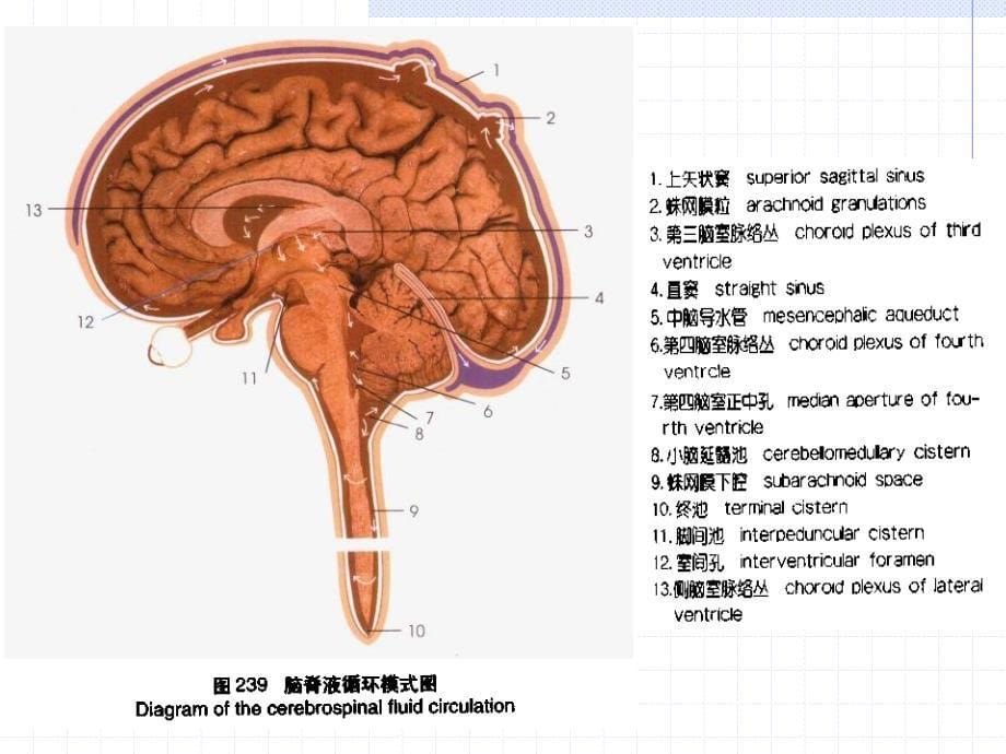 脑血管病(脑出血和脑缺血)12_第5页