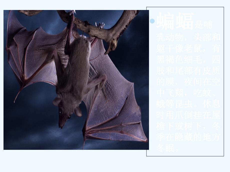 语文人教版四年级下册11、蝙蝠与雷达.蝙蝠和雷达(原创版)_第2页