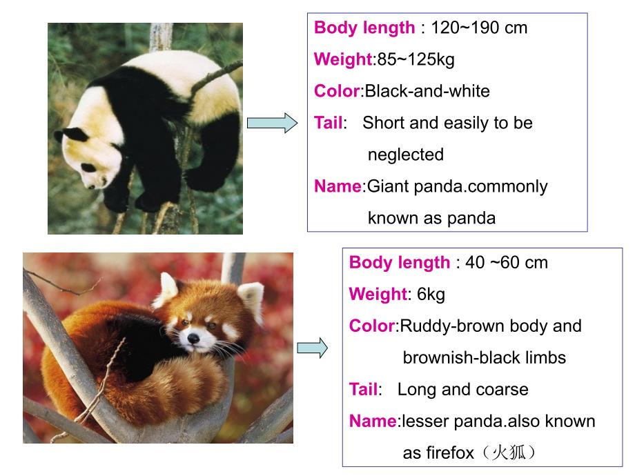 介绍熊猫panda的ppt资料_第4页