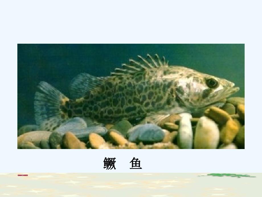 语文人教版四年级下册《渔歌子》希沃白板5课件_第4页