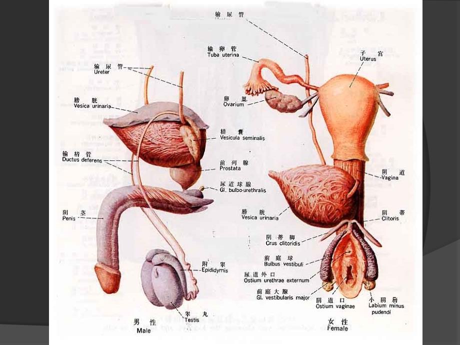 人体解剖生理学-生殖系统资料_第3页