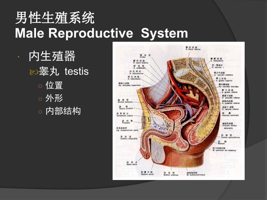 人体解剖生理学-生殖系统资料_第4页