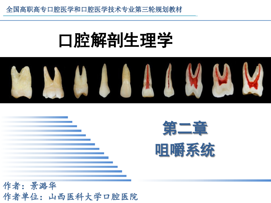 口腔解剖生理学-第二章_第2页