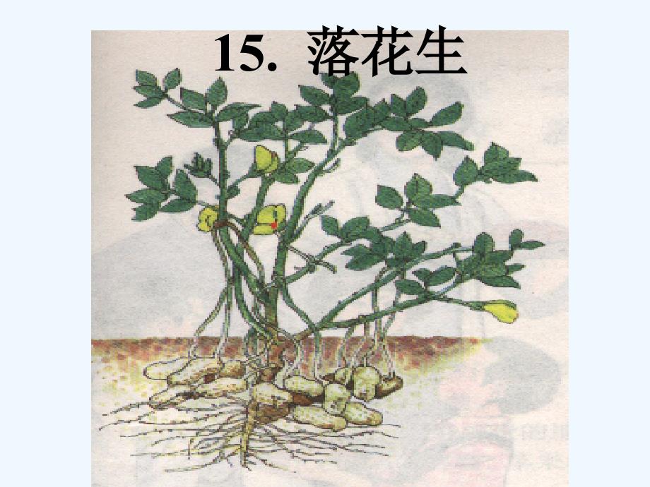 语文人教版五年级上册15. 落花生_第1页