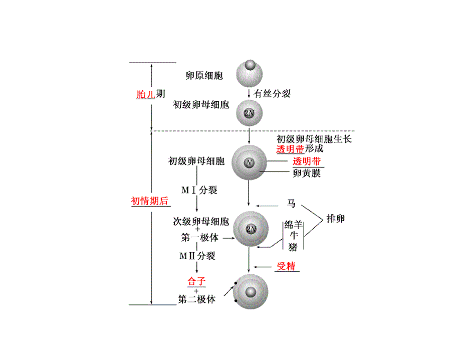 精子产生的场所、时期与过程12345_第4页